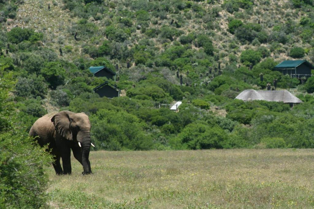 Hillsnek Safari Camp - Amakhala Game Reserve Villa Екстериор снимка