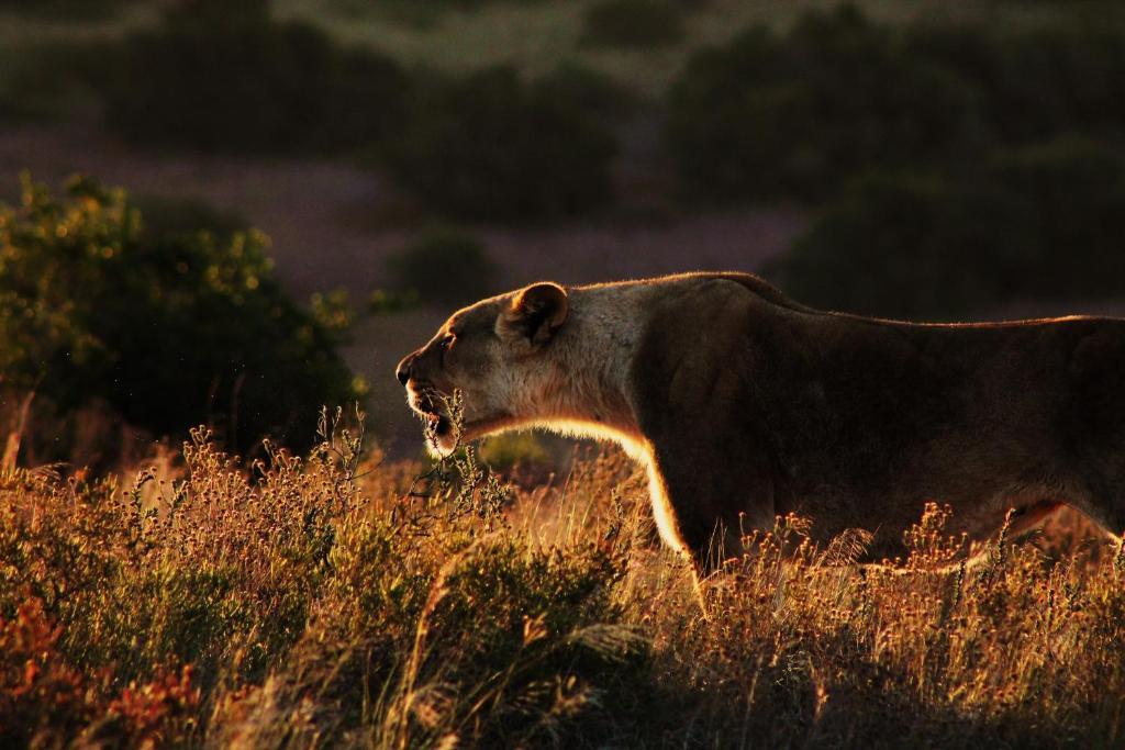 Hillsnek Safari Camp - Amakhala Game Reserve Villa Екстериор снимка