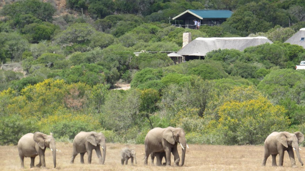 Hillsnek Safari Camp - Amakhala Game Reserve Villa Екстериор снимка