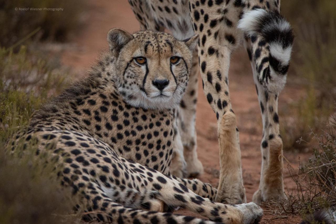 Hillsnek Safari Camp - Amakhala Game Reserve Villa Екстериор снимка