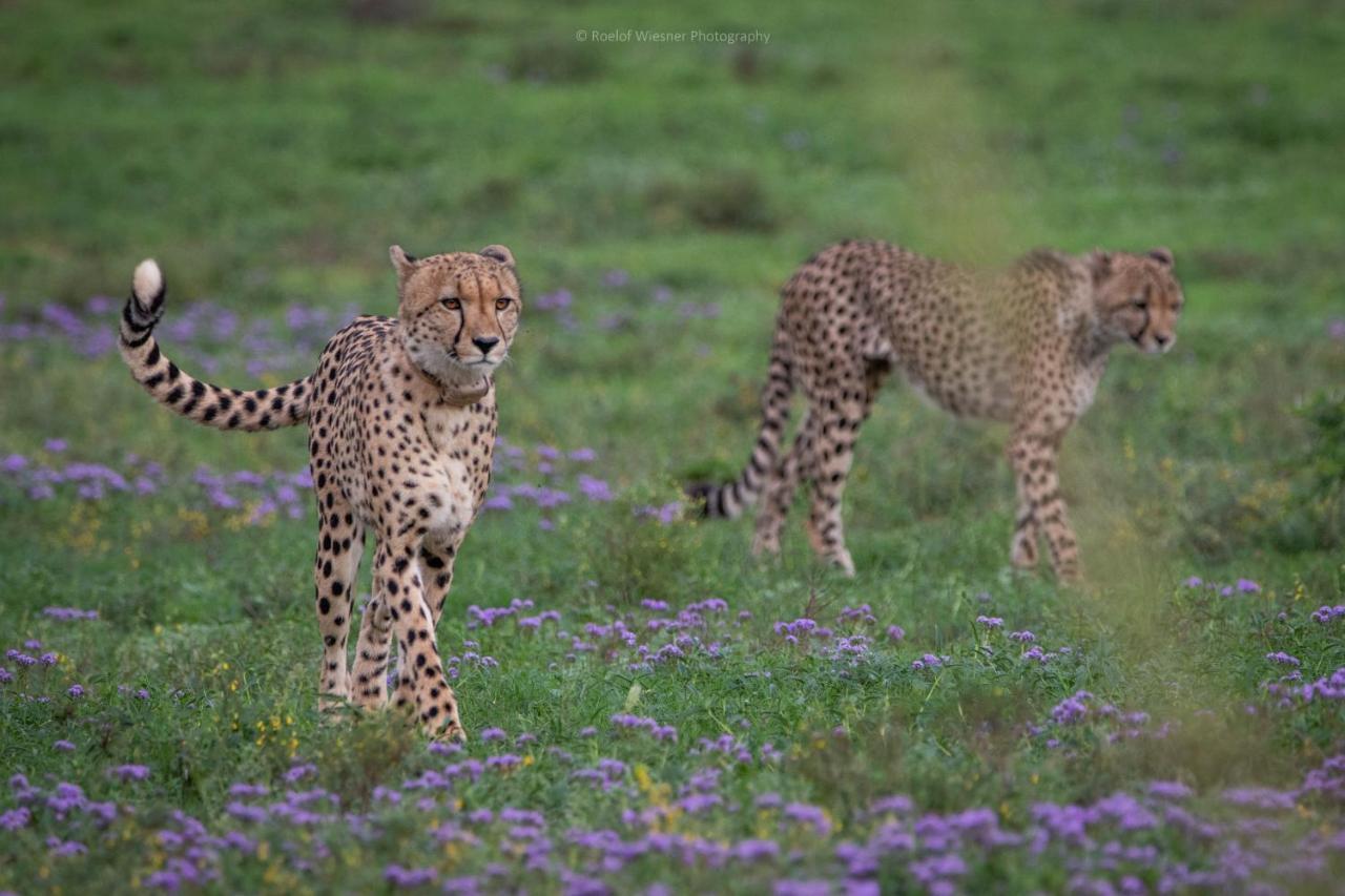 Hillsnek Safari Camp - Amakhala Game Reserve Villa Екстериор снимка